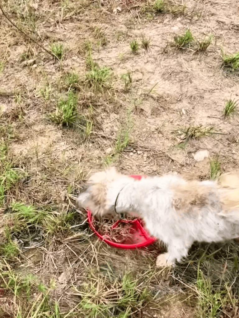 Adorable puppy playing with a red Frisbee outdoors in a natural grassy and dirt area.