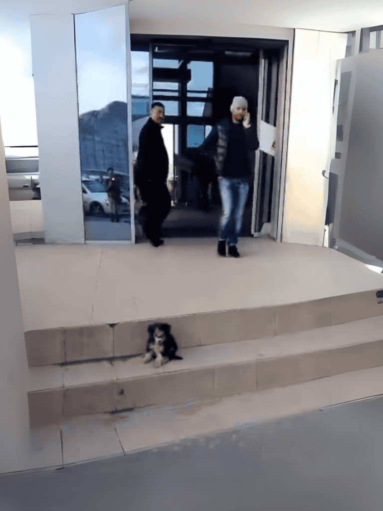 Image of a small dog sitting on stairs outside a building, with two people walking in through the entrance.