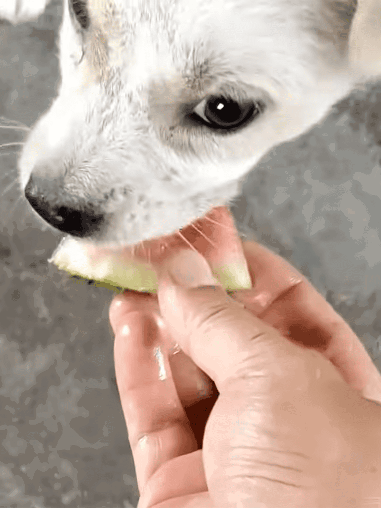 Adorable puppy enjoying watermelon snack, perfect for pet lovers and dog care.
