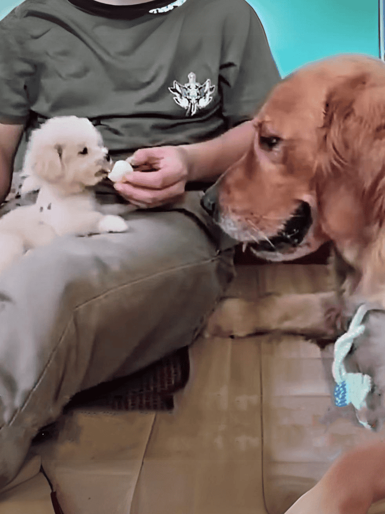 Dog and puppy sharing treat, bonding moment, friendly interaction, dog care, pet training.