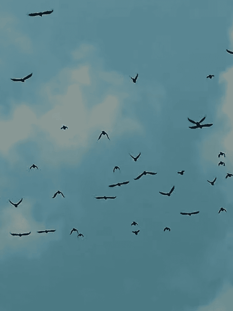 Birds soaring against a cloudy sky in flight.