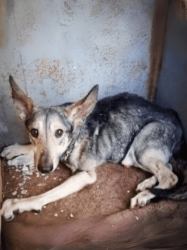 Adorable stranded dog resting in shelter corner.