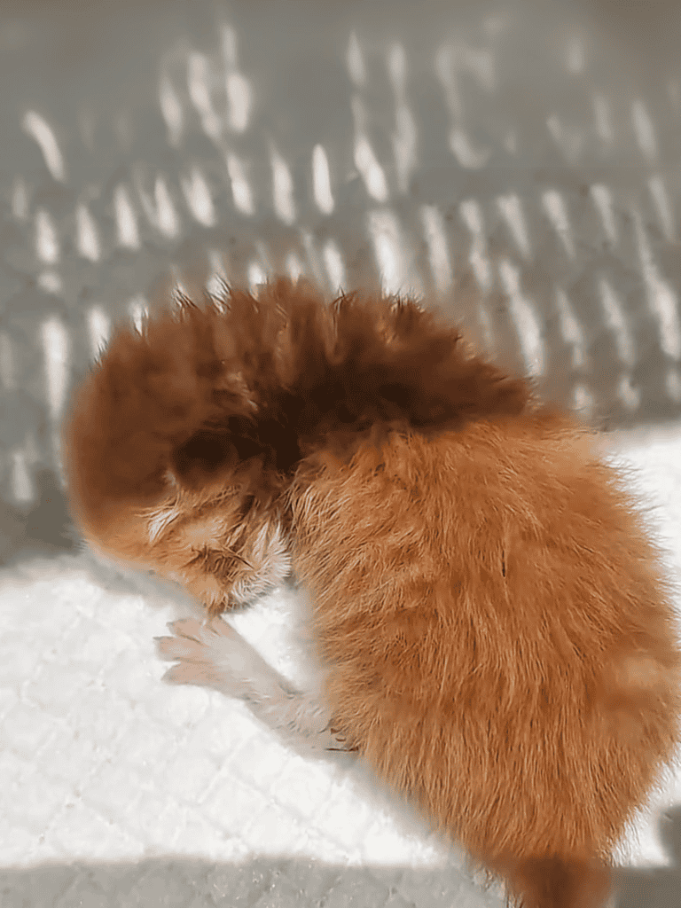 Adorable brown puppy resting in sunlight with shadows on the floor.