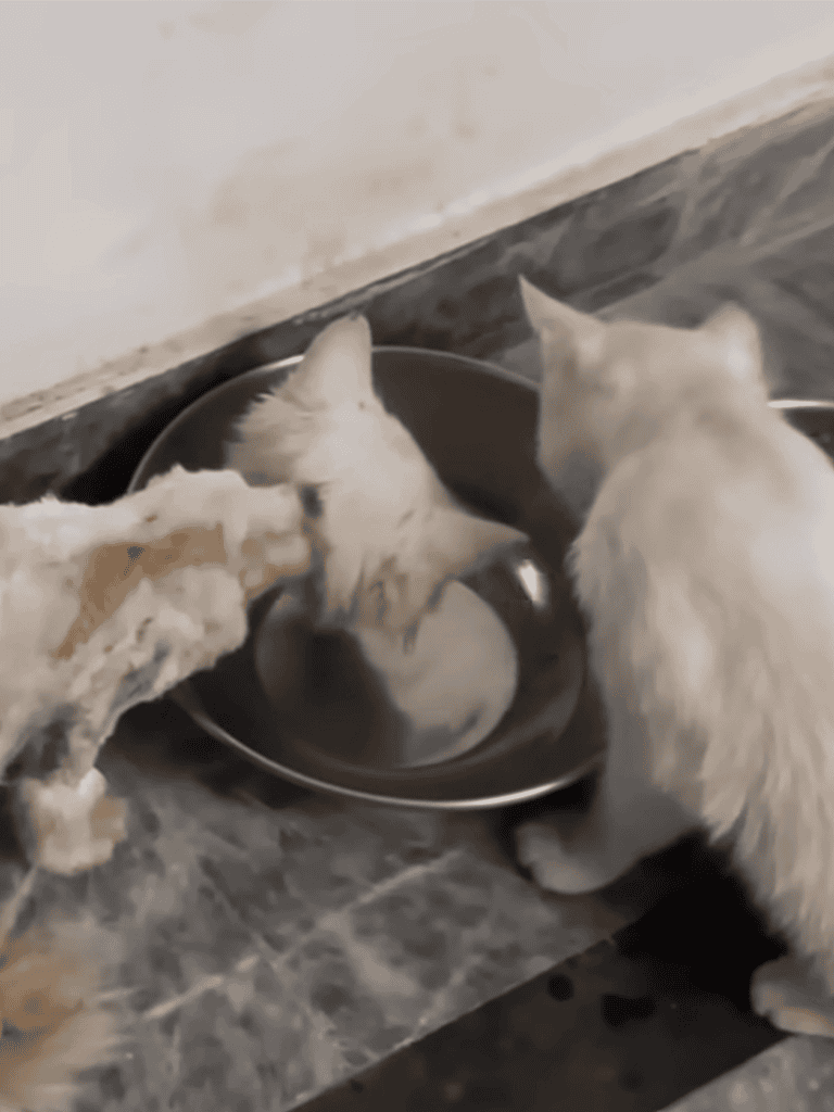Three huskies drinking water from a bowl on the floor.