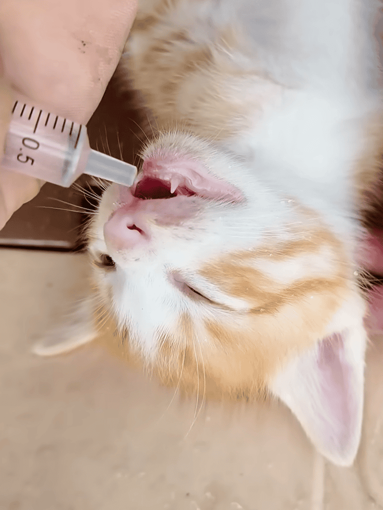 Syringe giving vaccination to a kitten.