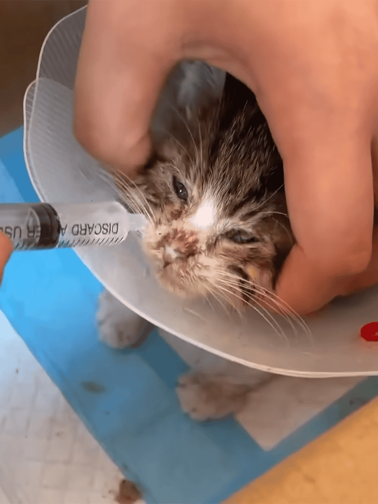 Close-up of a kitten receiving emergency medical treatment with an IV catheter, highlighting urgent pet veterinary services.