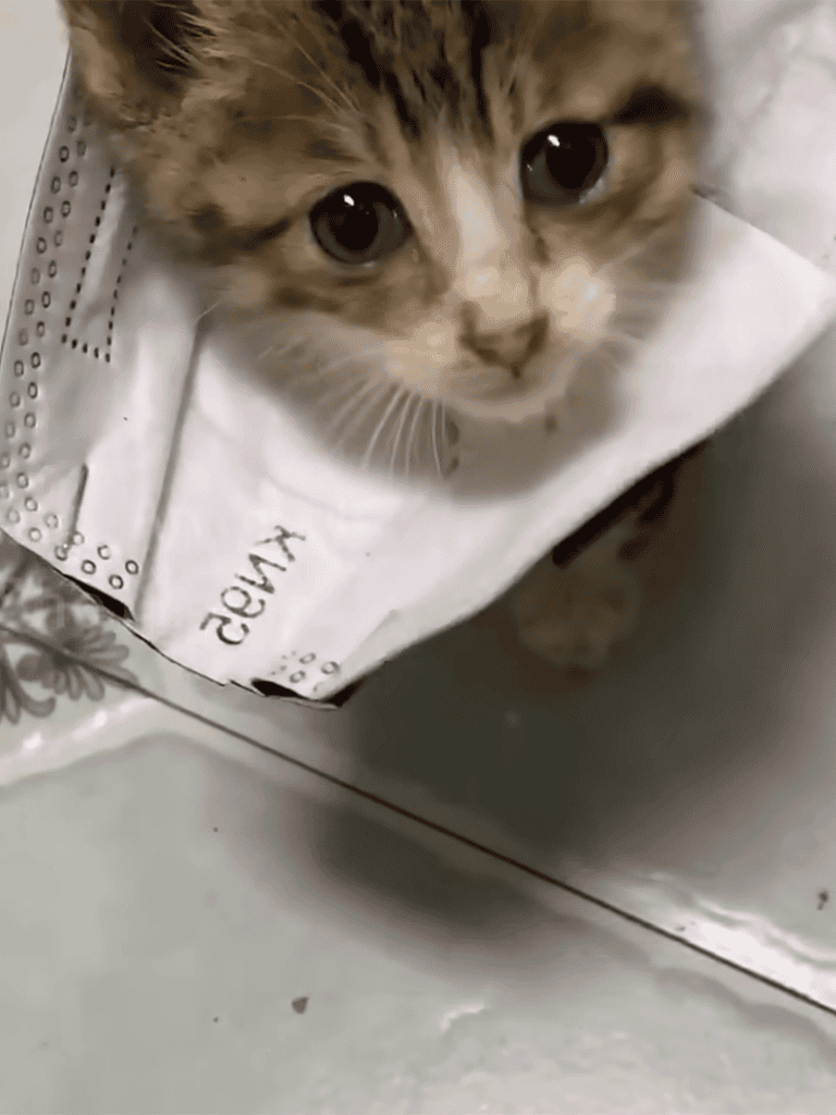 Adorable kitten peeks out of a paper bag, showcasing a cute, curious feline perfect for pet care.