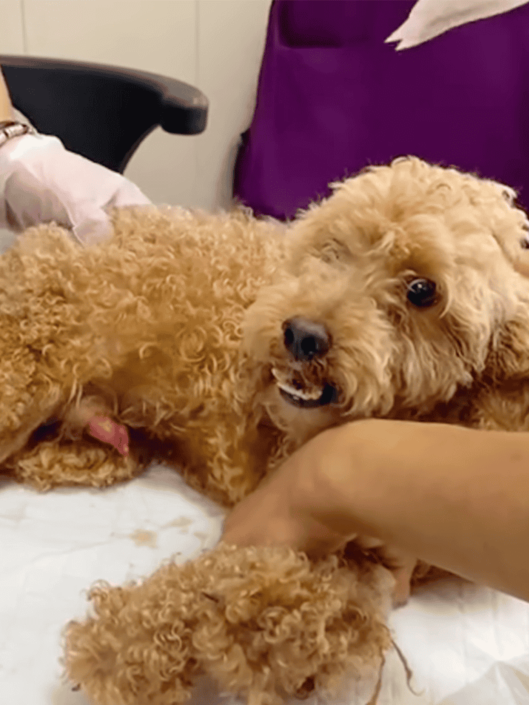 Adorable curly-haired Poodle lying on exam bed. Friendly, playful, and well-groomed pet in a veterinary setting.