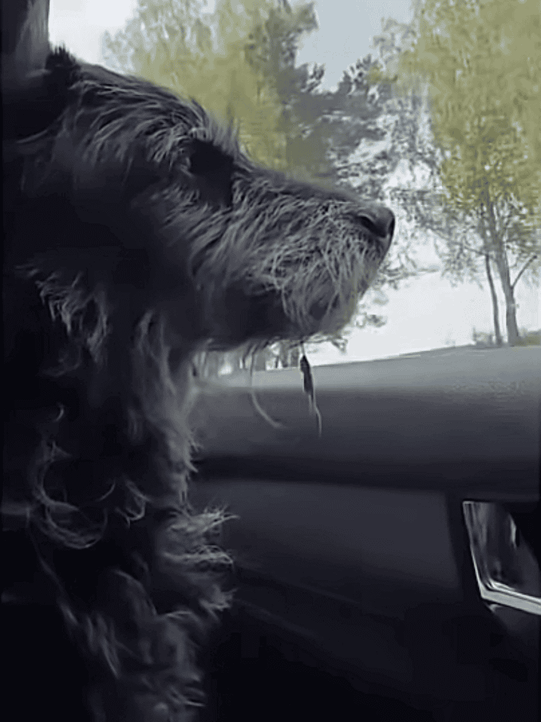 Dog looking out through car window, alert guard dog image.