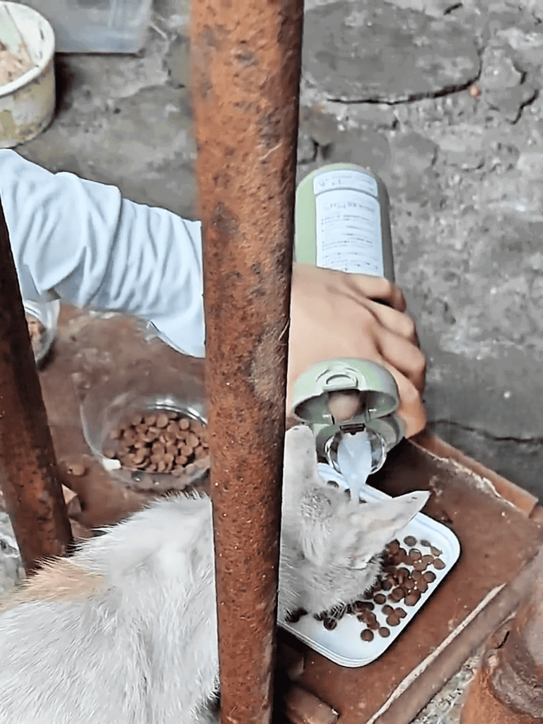 Alt text: Person pouring cat food for stray cats through a rusty metal fence.