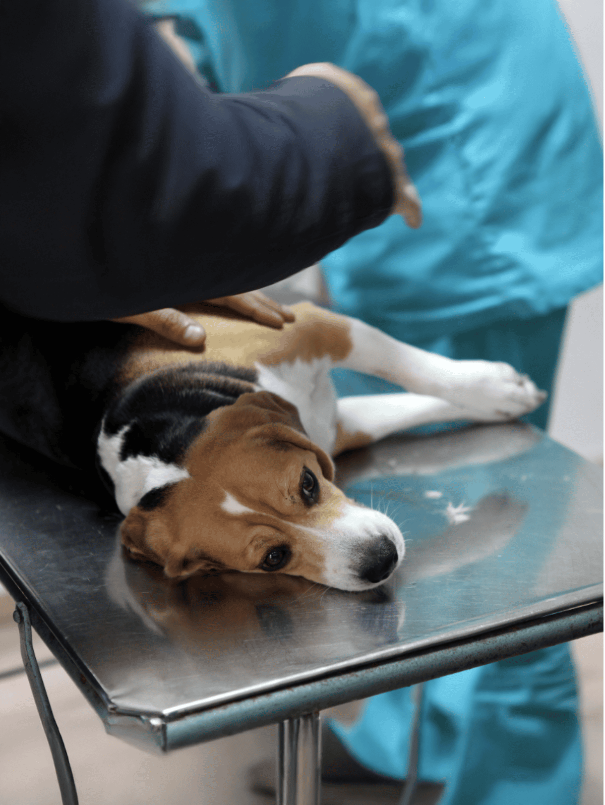 Dog lying calmly during veterinary checkup on examination table.