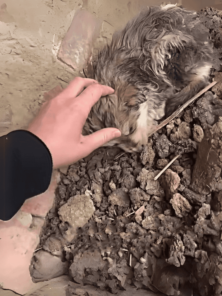Adoptable dog lying on dirt with hand petting, showing care and rescue.