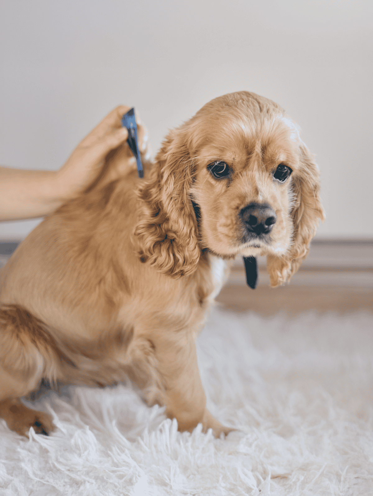 An organized puppy grooming session with a professional brush and scissors, showcasing expert pet care.