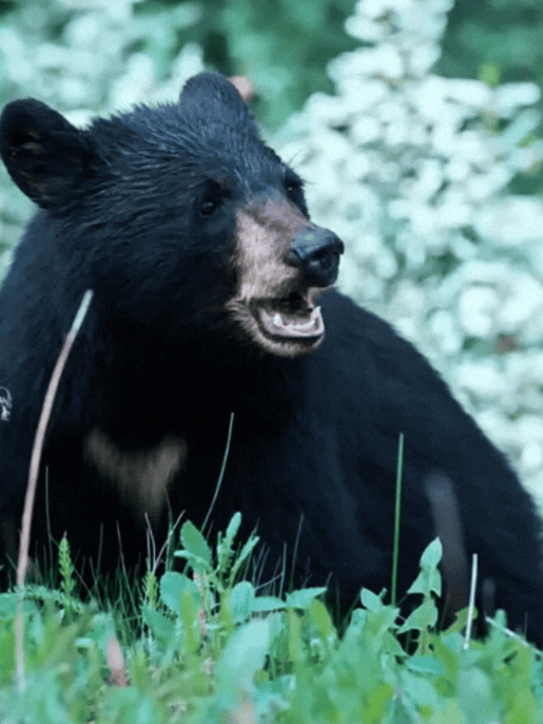 Adorable bear cub in lush green forest, showcasing wildlife and animal conservation efforts. Perfect for nature and wilderness websites.