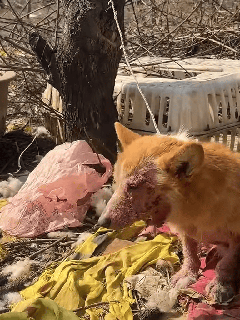 Rescued dog suffering from injuries after fire incident outside, covered in soot, with a damaged eye, in an outdoor setting.