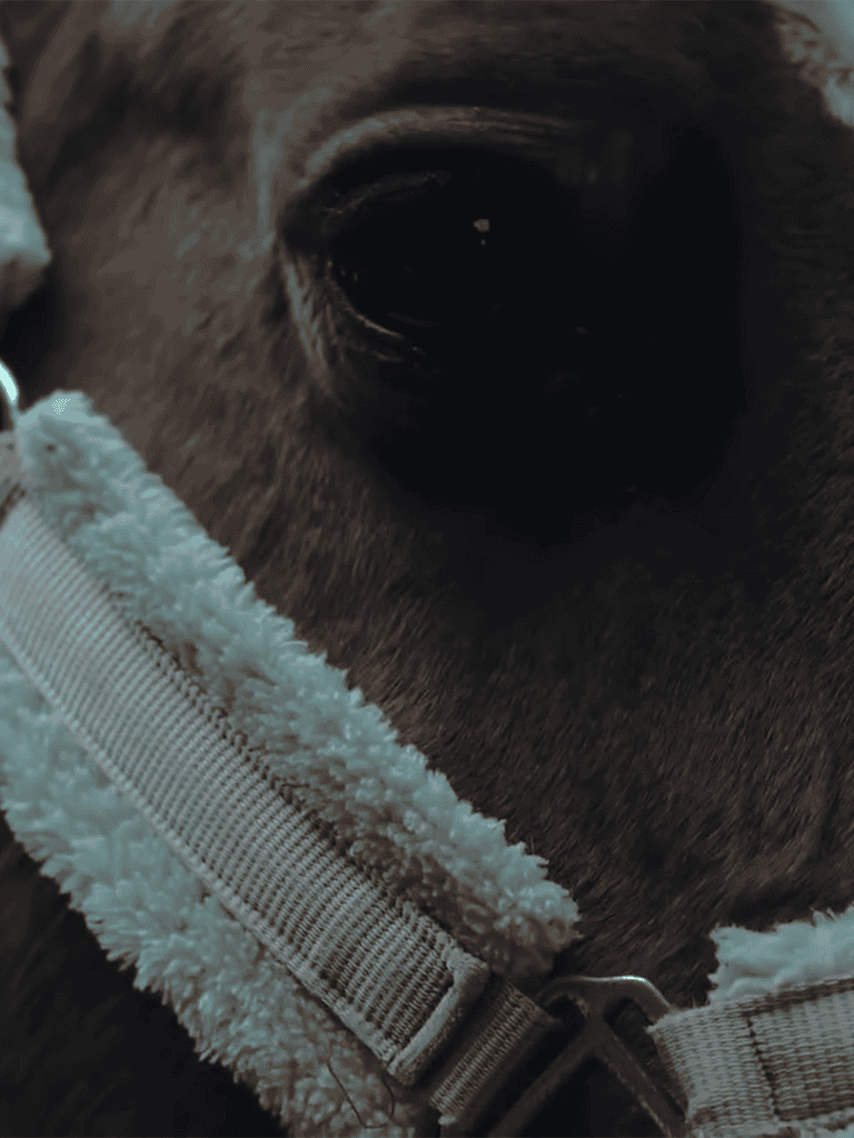 Close-up of a cute puppy's nose and face, showcasing soft fur and a cozy harness. Perfect for dog lovers and pet care enthusiasts.