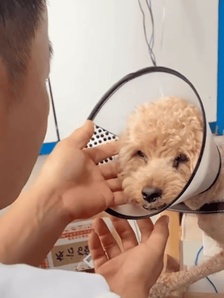 Dog with cone friendship.