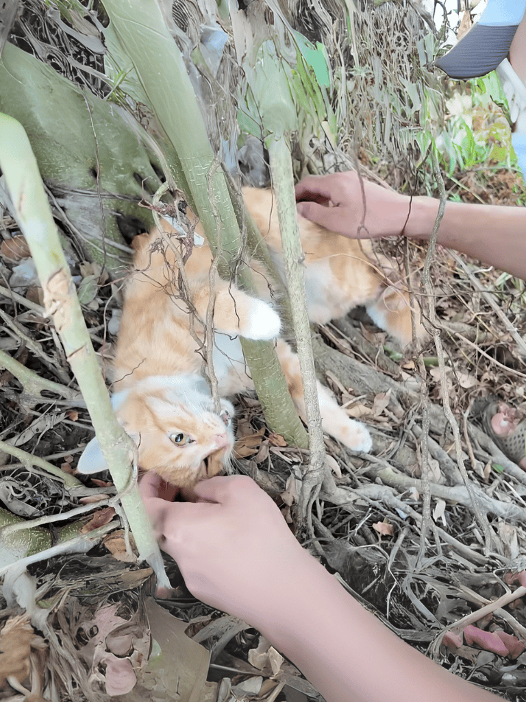 Adorable orange tabby cat amid plants, exploring and playing outdoors. Perfect for pet lovers and animal care tips.