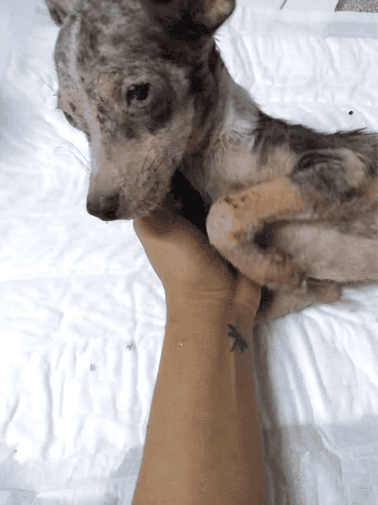 Adorable puppy engaging with hand, showcasing playful behavior and pet care tips.
