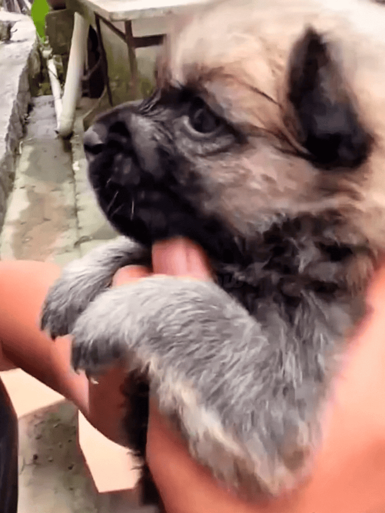 Cuddly puppy licking a person's hand, showcasing love, bonding, and playful interaction.