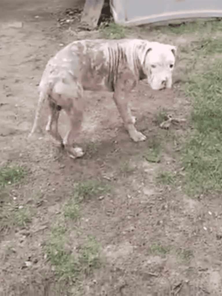 Dog with skin condition, matted fur, and sad expression in outdoor yard.