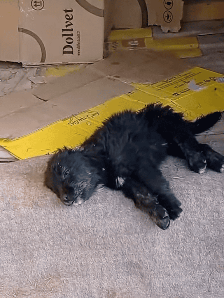 Adorable puppy resting on the floor near cardboard boxes and packaging.