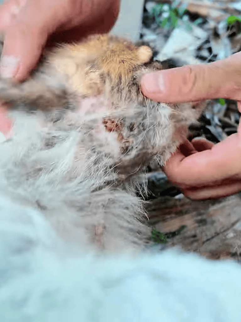 Close-up of a person gently examining an injured feral cat’s ear outdoors.