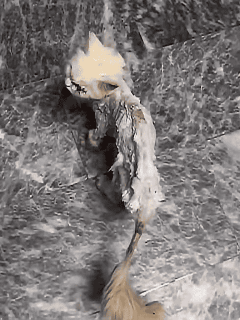 Alt text: Wolf carrying a stick or bone in its mouth on uneven rocky ground.