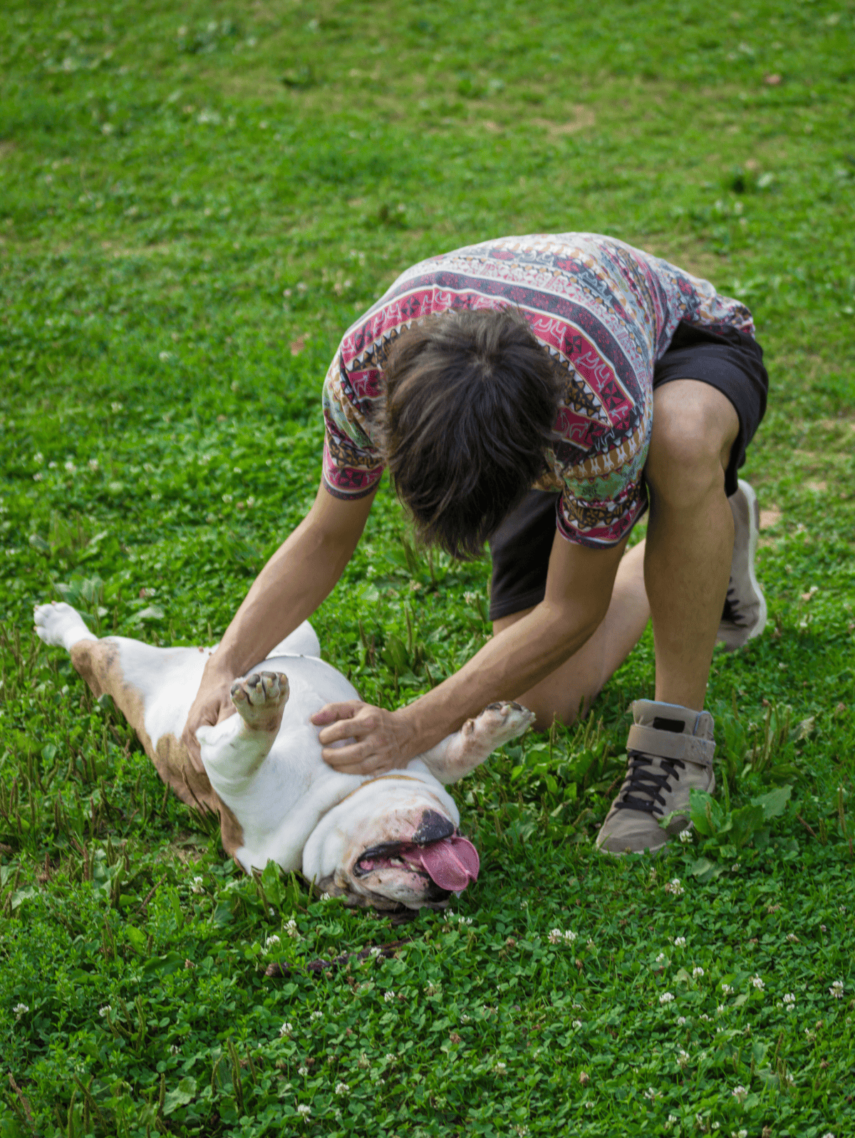 Happy dog getting belly rub from owner on a grassy field.