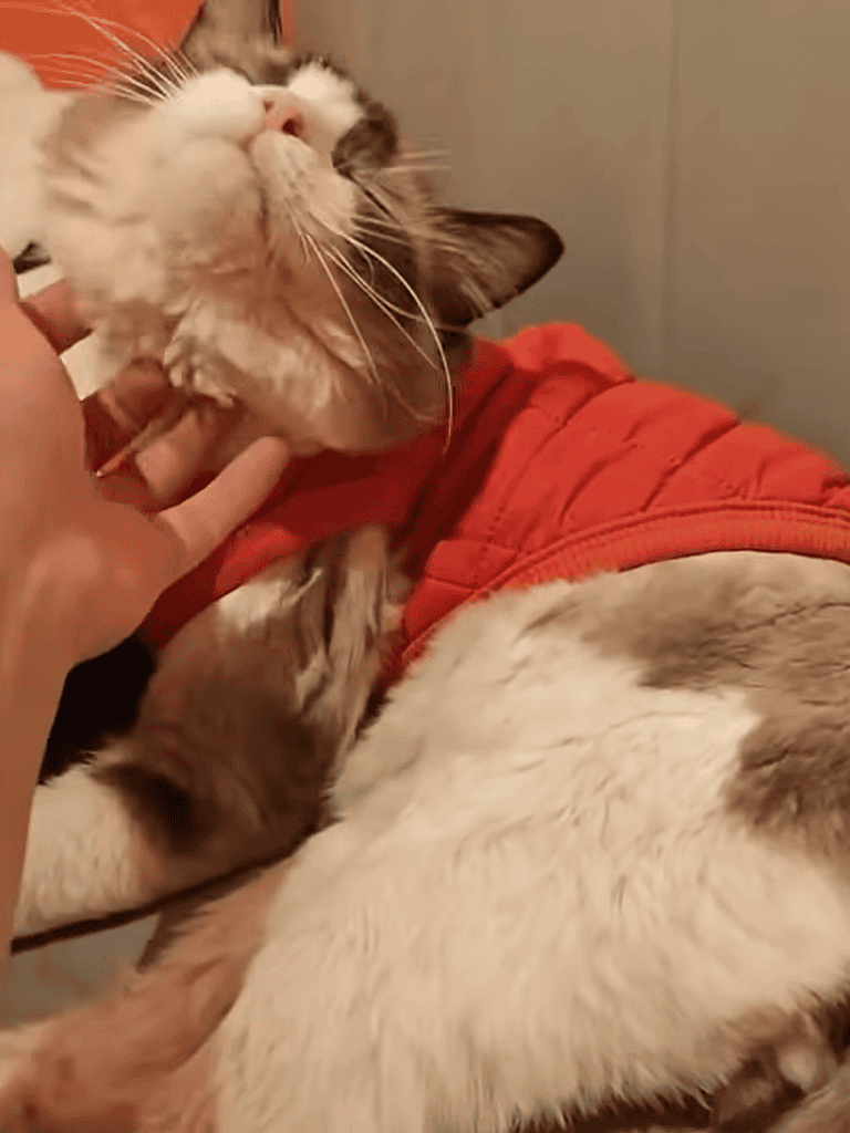 Relaxed cat being petted and cuddled peacefully.