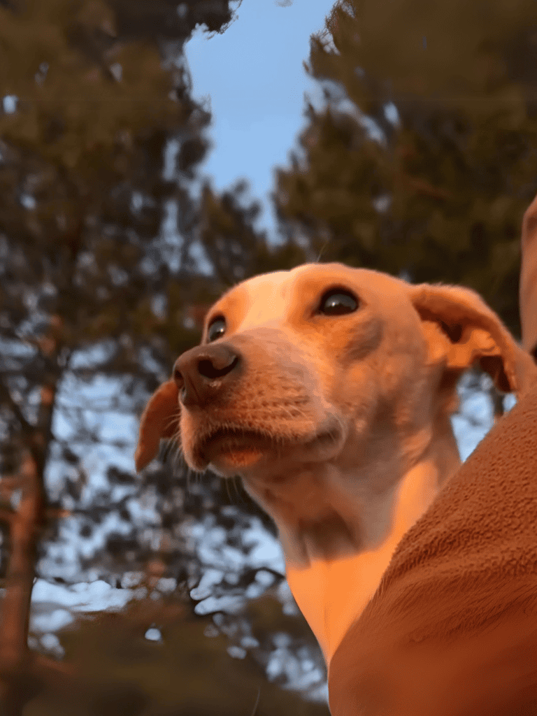 Dog sitting outdoors, enjoying sunset with scenic trees in background.