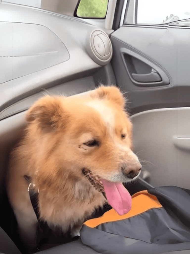 Adorable dog sitting in car, ready for a trip, looking happy and excited.