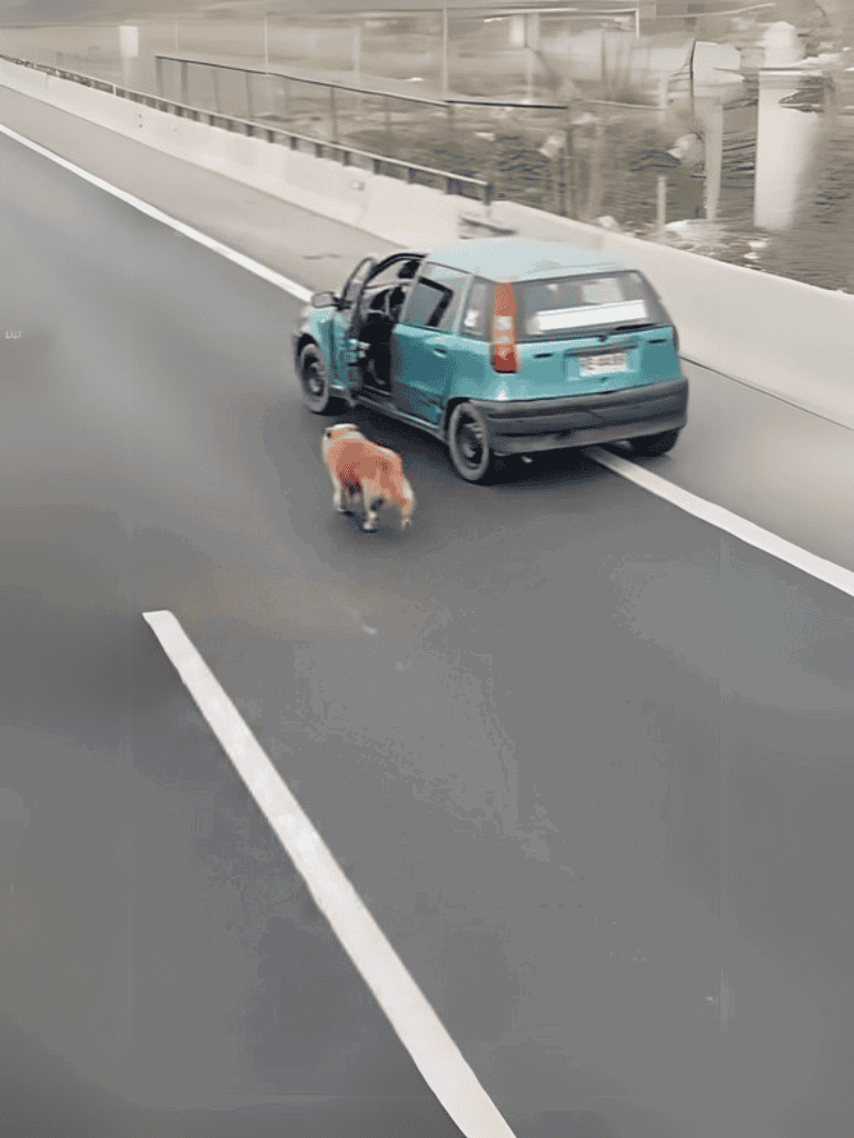 Dog on Highway after Car Crash.