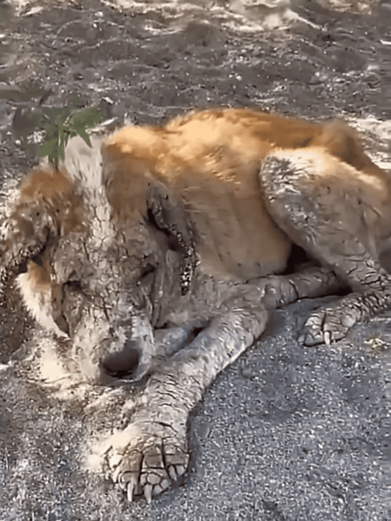 A dog lying on dirt ground, showcasing protective and calm behavior in an outdoor setting.