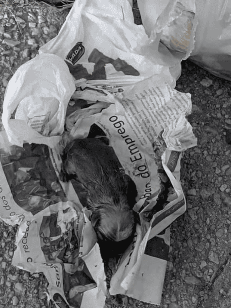 Adorable puppy lying on crumpled newspaper outside, surrounded by scattered paper.