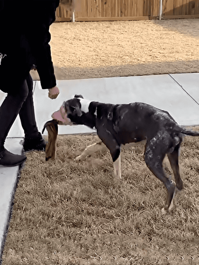 Dog playing tug-of-war with owner for socialization and exercise.