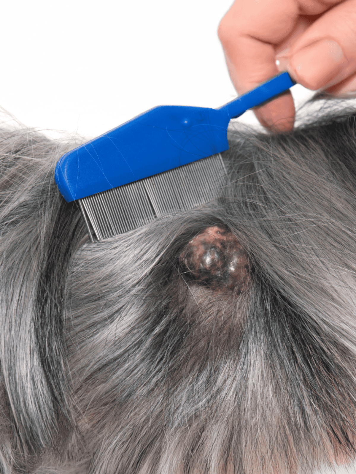 Close-up of a grooming brush on a gray dog’s skin showing flea infestation.