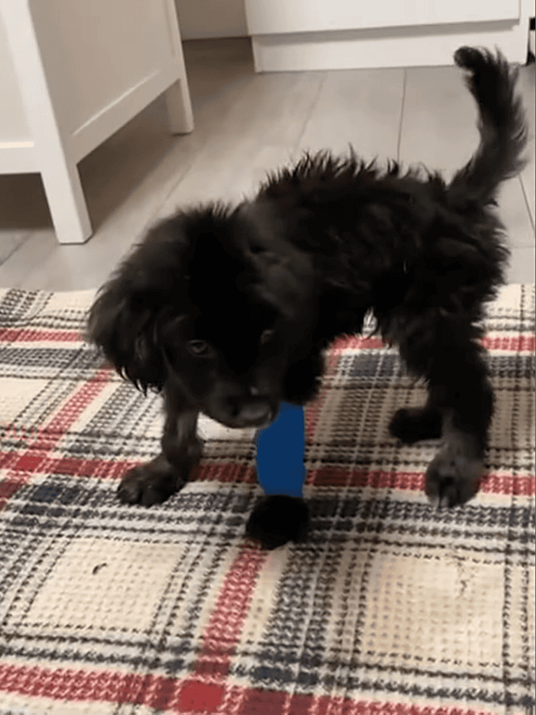 Cute black puppy playing with a blue toy on checkered rug. Adorable dog engaging in fun activity at home.