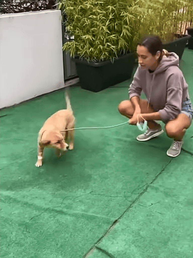Cute puppy on leash with owner on outdoor green floor.