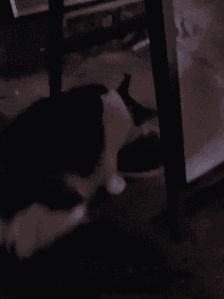 Dog chewing on furniture under table in a dimly lit room.