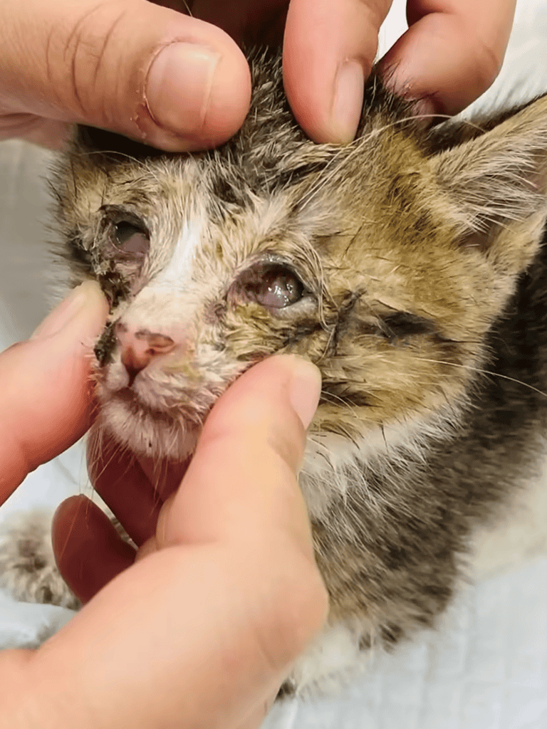Close-up of a kitten with eye infection, showing signs of eye health issues.