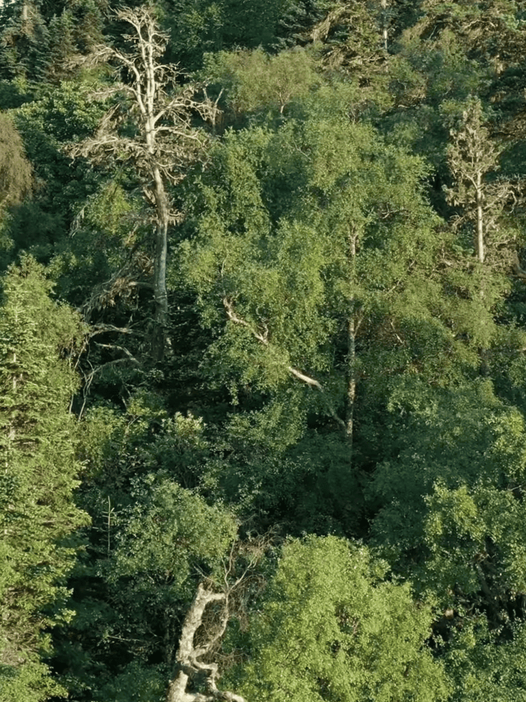 Deep forest scene with dense greenery and towering trees, perfect for nature lovers.