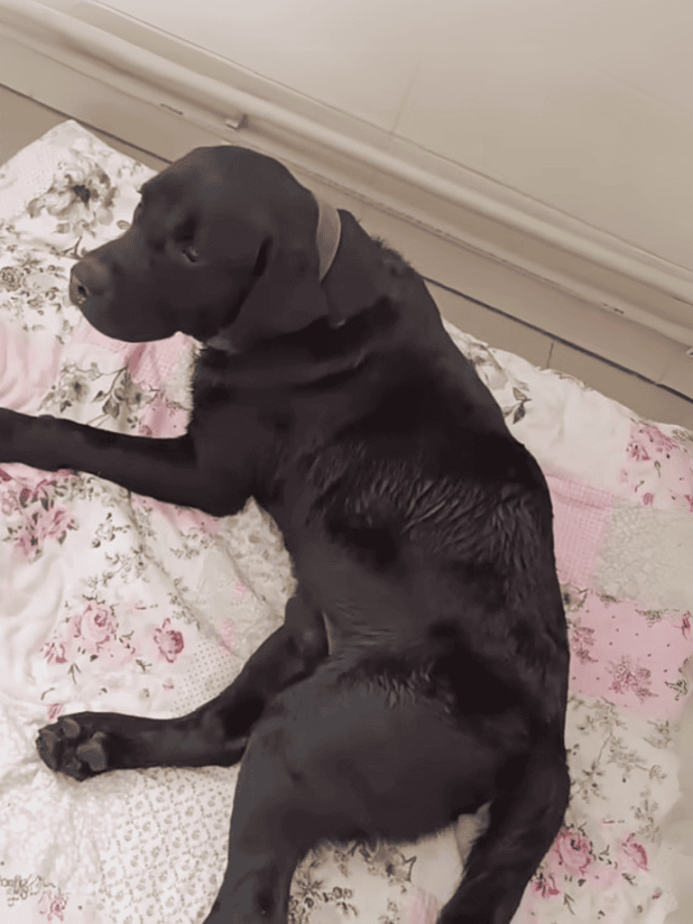 Adorable black Labrador puppy lying on a floral bedspread, resting peacefully indoors.