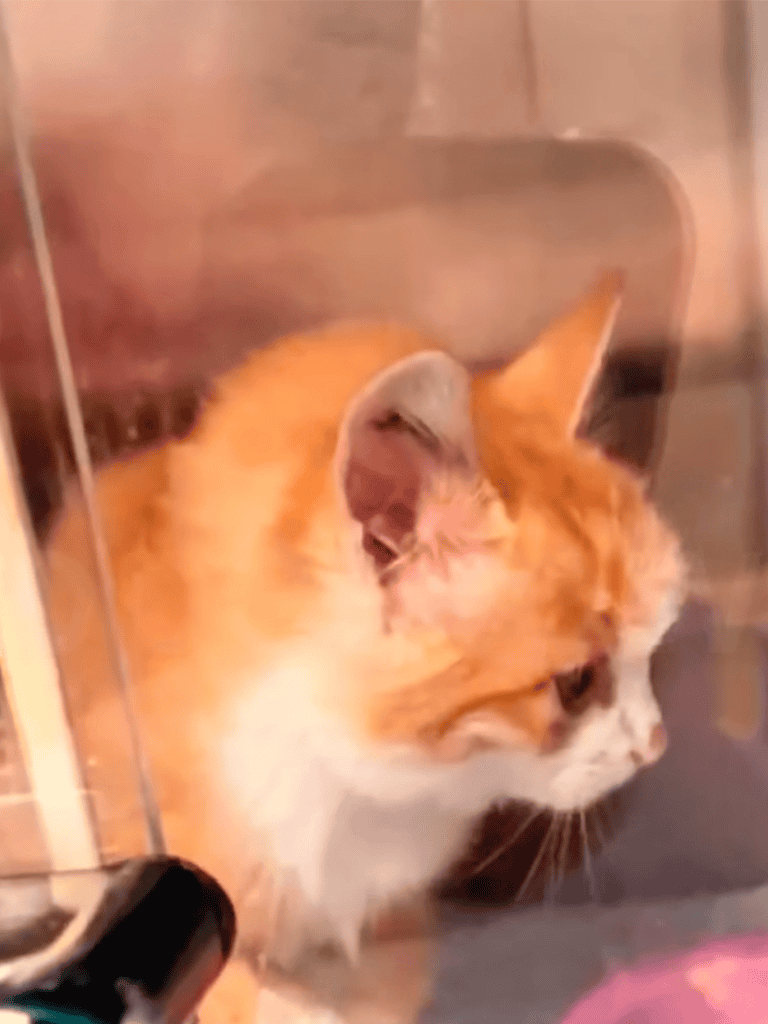 Pet cat in shelter or vet clinic, behind glass, looking curiously, highlighting animal rescue and care services.