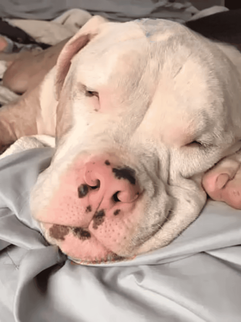 Adorable white and pink pit bull peacefully sleeping, showcasing dog relaxation and comfort for pet care.