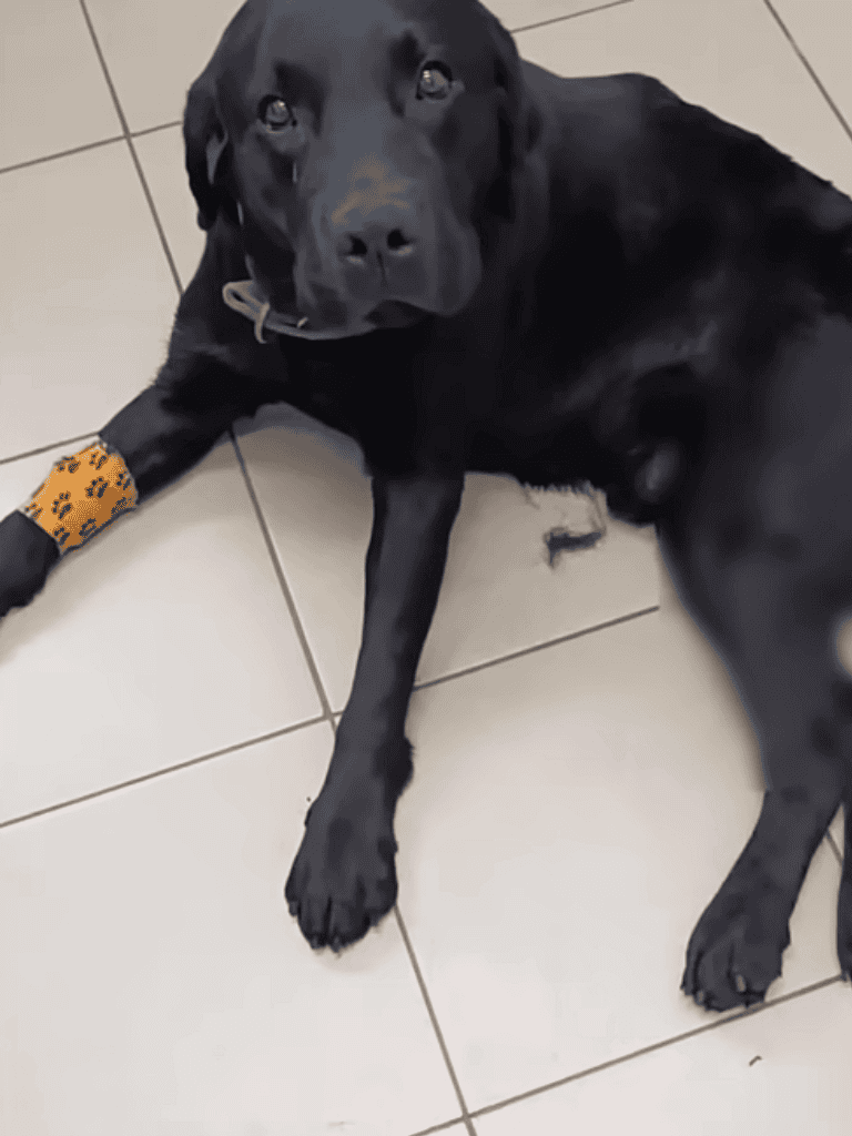 Labrador mix with a yellow paw print harness, lying on tiled floor, looking at camera.
