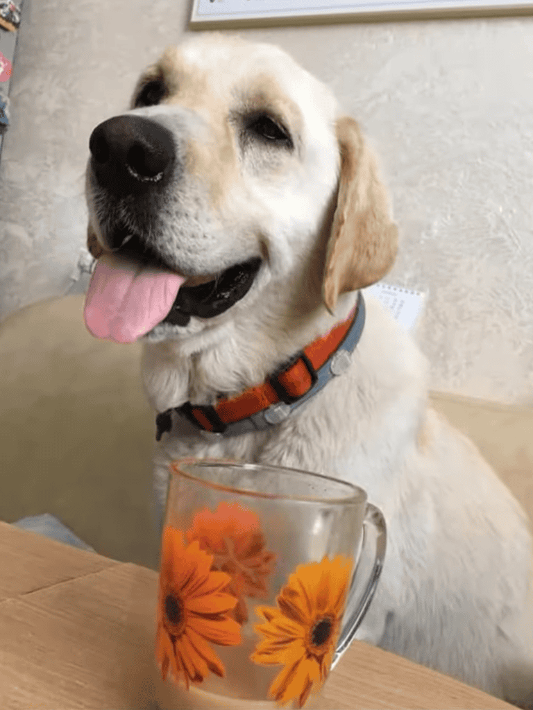 Joyful Labrador retriever with wagging tail and open mouth, sitting with a floral mug on the table.