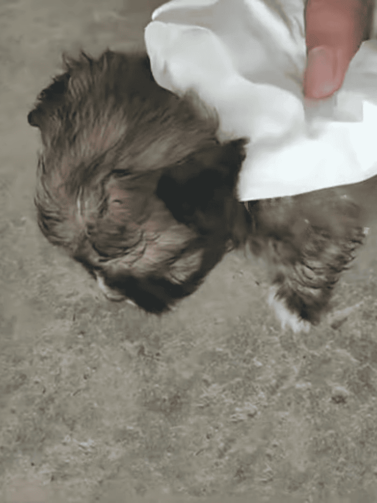 Furry puppy being gently cleaned or groomed, showcasing healthy, adorable dog in a caring environment.