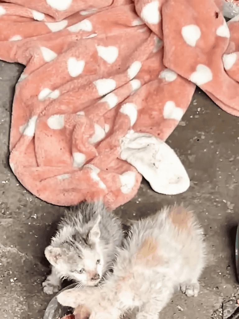 Cute gray and orange kitten playing with a paw.