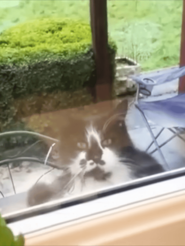 Close-up of curious cat looking through a glass door.
